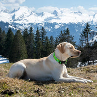 Medium Dog Collars for Male Dogs - Green Dinosaur / S - image 3