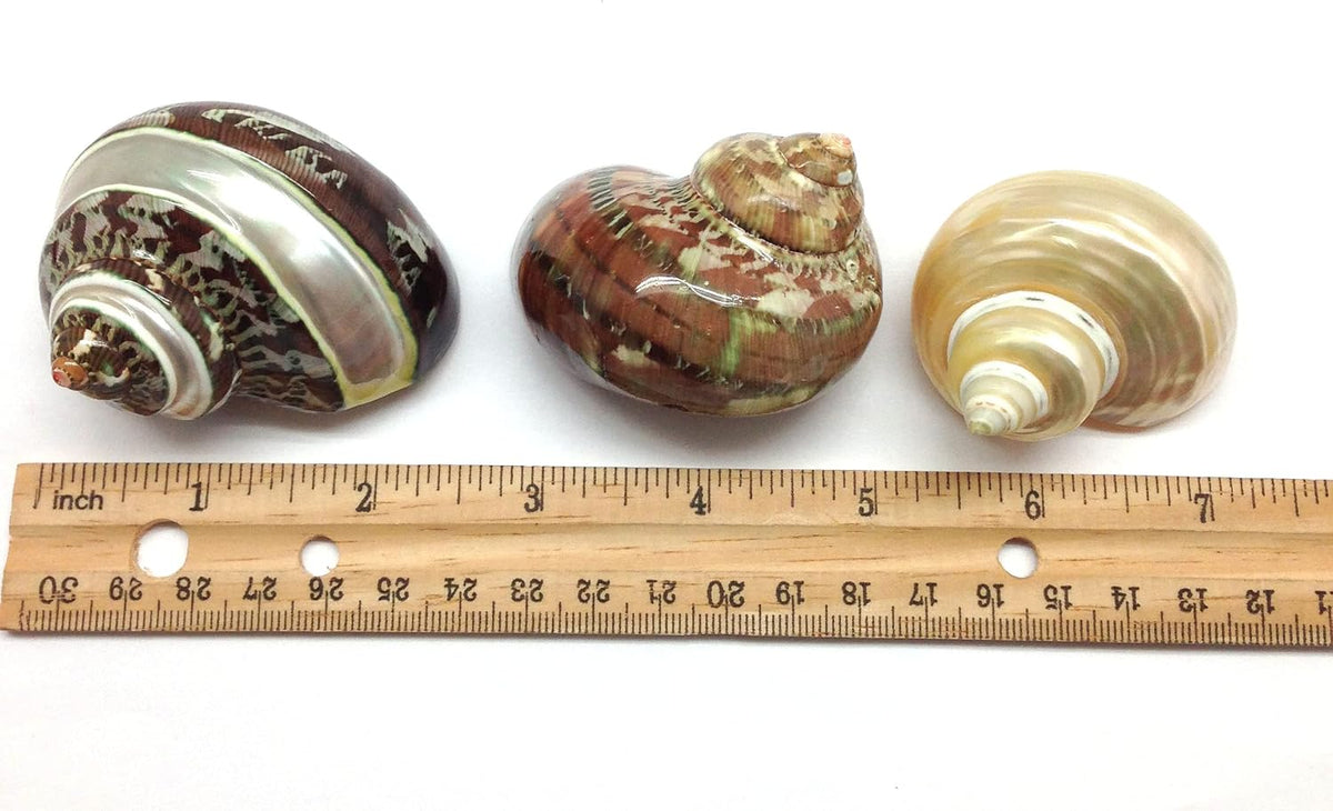 PEPPERLONELY 2 PC Hermit Crab Shells, Turbo Shells - 12#. Mixed5, 3pc 2-1/4" ~ 3" - image 3