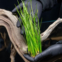 Live Plant - Tall Grass, Vallisneria Nana - Easy Care, Low to Moderage Light, Bright Green Accent, Freshwater Aquatic Plant for Aquascaping - Lead Bunch