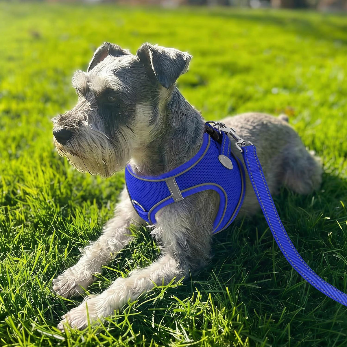 Joytale Step-in Dog Harness, Soft Breathable Mesh, Black S – Essentials for Dogs - XXS--Chest: 12-13.5'' / NavyBlue - image 2