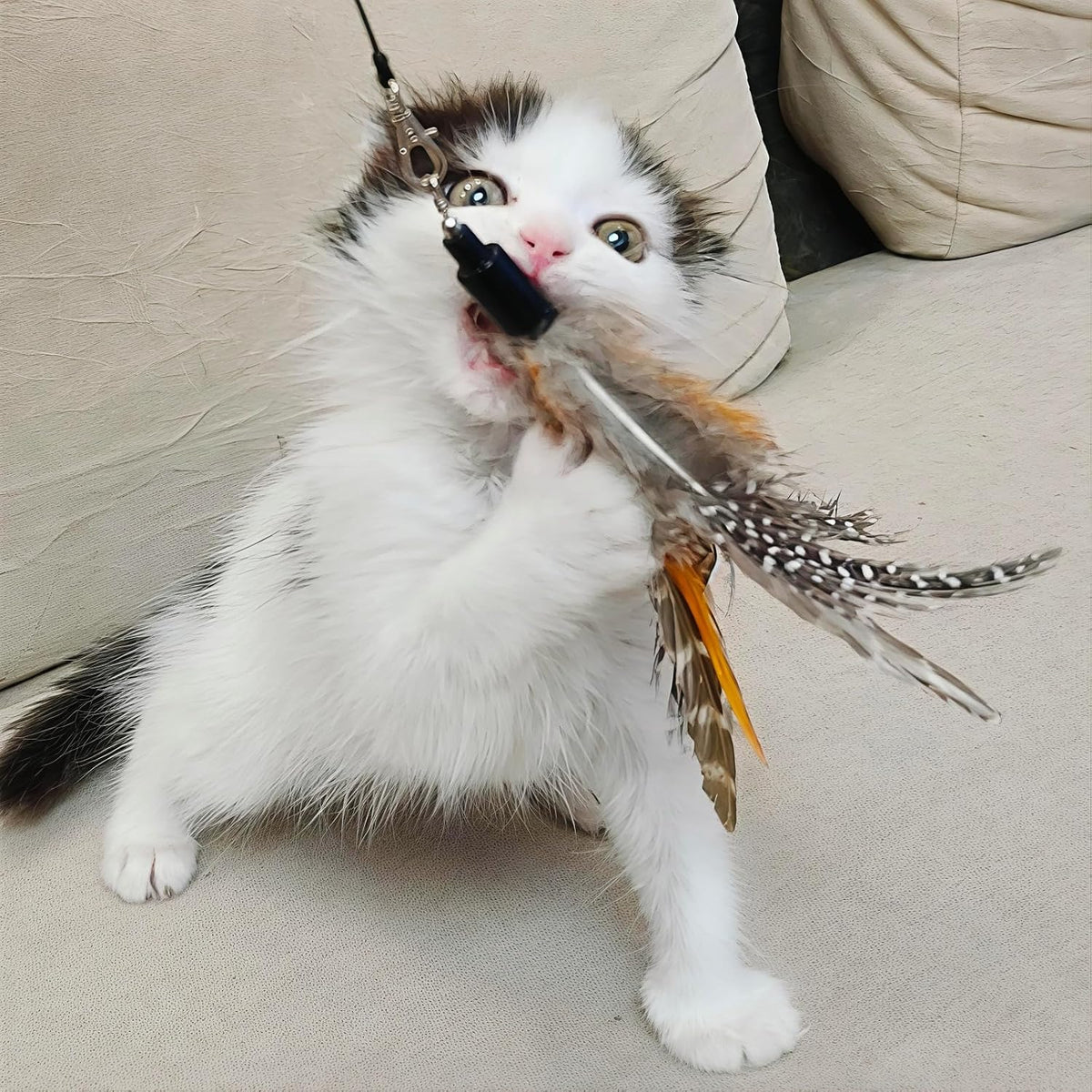 miwoowim 12 Pack Cat Wand Toy Refills with Bells - 6 Feather Refills - image 3