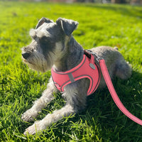 Joytale Step-in Dog Harness, Soft Breathable Mesh, Black S – Essentials for Dogs - XS--Chest: 13.5-15'' / Pink - image 2