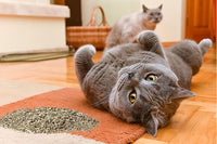 Purple Haze Catnip, Premium Blend Safe for Cats, Infused with Maximum Potency Your Kitty is Sure to Go Crazy for (1 Cup)