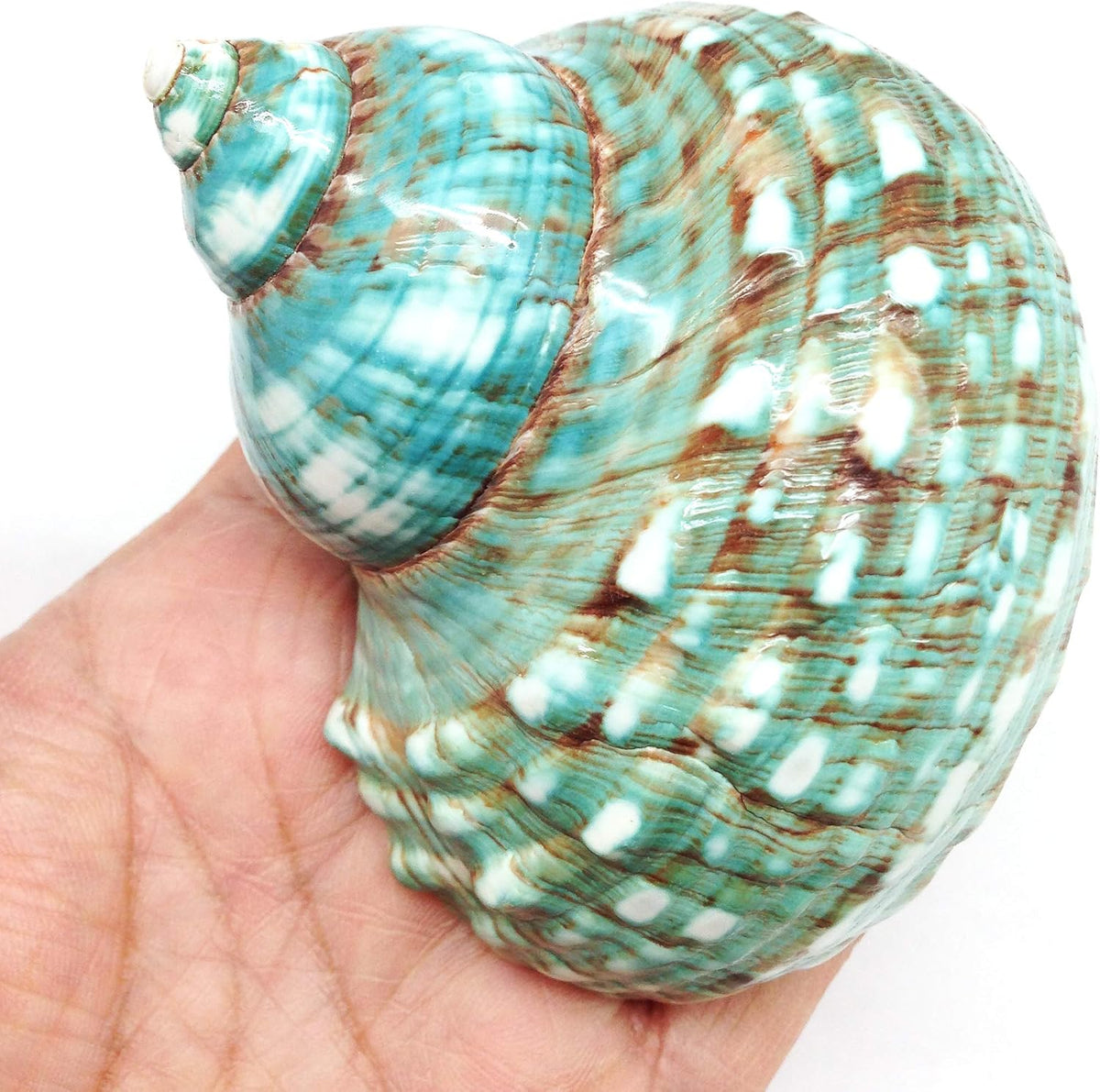 PEPPERLONELY 2 PC Hermit Crab Shells, Turbo Shells - 26#. Jade Turbo, "3 ~ 3-1/2"