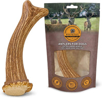 WhiteTail Naturals 12 Pack Whole Deer Antlers for Petite Dogs Up - X-Large (Pack of 1)