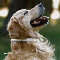 CollarDirect Rolled Leather Dog Collar, Soft Padded Round Puppy Collar, Handmade Genuine Leather Collar Dog Small Large Cat Collars 13 Colors (18-22 Inch, Beige Textured)