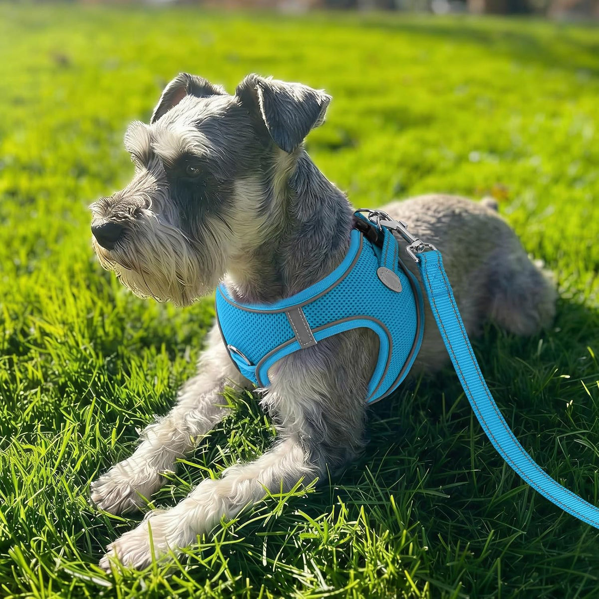 Joytale Step-in Dog Harness, Soft Breathable Mesh, Black S – Essentials for Dogs - M--Chest: 16.5-18.5'' / SkyBlue - image 2