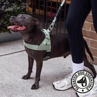 Dog Friendly Co. Dog Harness for Medium Sized Dogs – Essentials for Dogs - Khaki / X-Small - image 2