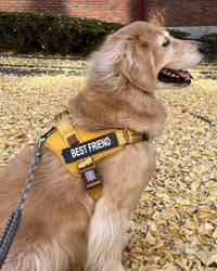 AUROTH Dog Harness for Large Dogs No Pull Tactical Harness and Leash - Turmeric / XL(Neck:24"-32.7",Chest:31.9"-43.7") - image 2