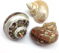 PEPPERLONELY 2 PC Hermit Crab Shells, Turbo Shells - 12#. Mixed5, 3pc 2-1/4" ~ 3" - image 2