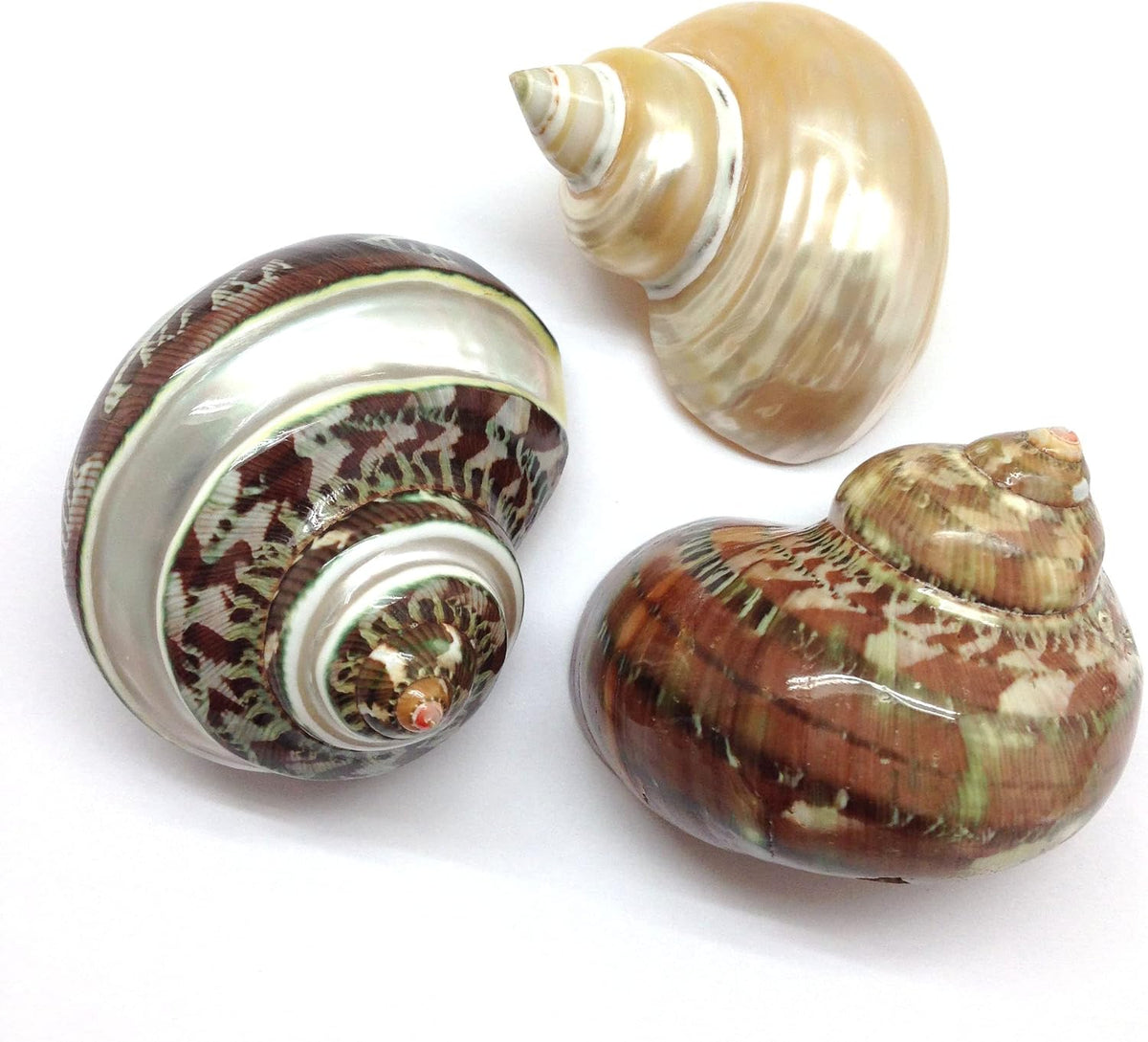 PEPPERLONELY 2 PC Hermit Crab Shells, Turbo Shells - 12#. Mixed5, 3pc 2-1/4" ~ 3" - image 2