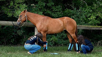 Warrior Fly Boots for Horses - Breathable Mesh Horse Boots for Fly Protection & Leg Comfort - Set of 4 (Lil Warrior, Gray)