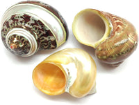 PEPPERLONELY 2 PC Hermit Crab Shells, Turbo Shells - 12#. Mixed5, 3pc 2-1/4" ~ 3"
