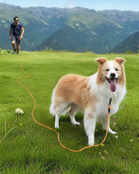 Joytale Long Dog Leash for Yard Tie Out & Recall Training - Orange / 15FT - image 2