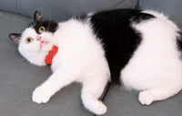 Collar for Cat Pet Breakaway with Bell Bowtie Detachable Bow - Christmas-A - image 3