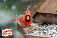 Valley Farms Fruit Nut & Berry (4 LB) Wild Bird Food Outside Feeders, Bird Seed with Dried Fruit, Peanuts, Sunflower, and Safflower, High Energy Mix for Healthy Birds!