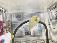 Parrot Perch Stand Bird Cage Stand Pole Natural Wild Grape Stick Grinding Paw Cage Accessories for Parakeet Cockatiels Budgies Conure Lovebirds Platform (U-Shaped)
