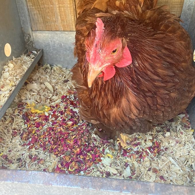 WormBGone Non-GMO Backyard Chicken Nesting Herbs (1 Pound)