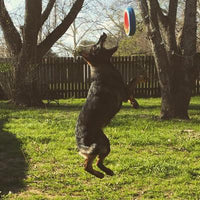 Chuckit! Fetch Wheel Outdoor Dog Toy, For Large Breeds - Fetch Wheel / Large / Multi - image 2