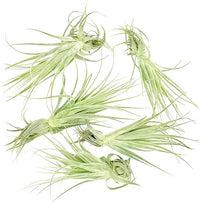 Live Air Plant - Tillandsia Gardneri 5-7” - 5ct - ragnaroc Rare Collectors Indoor Tropical Plant - Live Arrival Guaranteed - House Plants for Home Decor & Gift