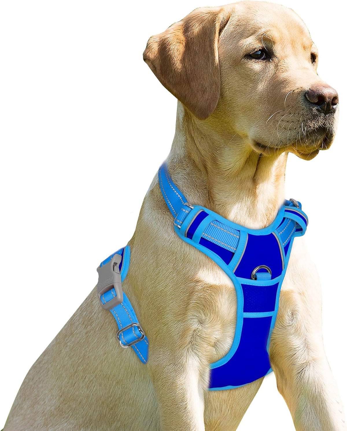 BARKBAY Dog Harness No Pull for Large Dogs Front Back Clips - Small(Chest:19.5-26") / Sapphire Blue & Blue