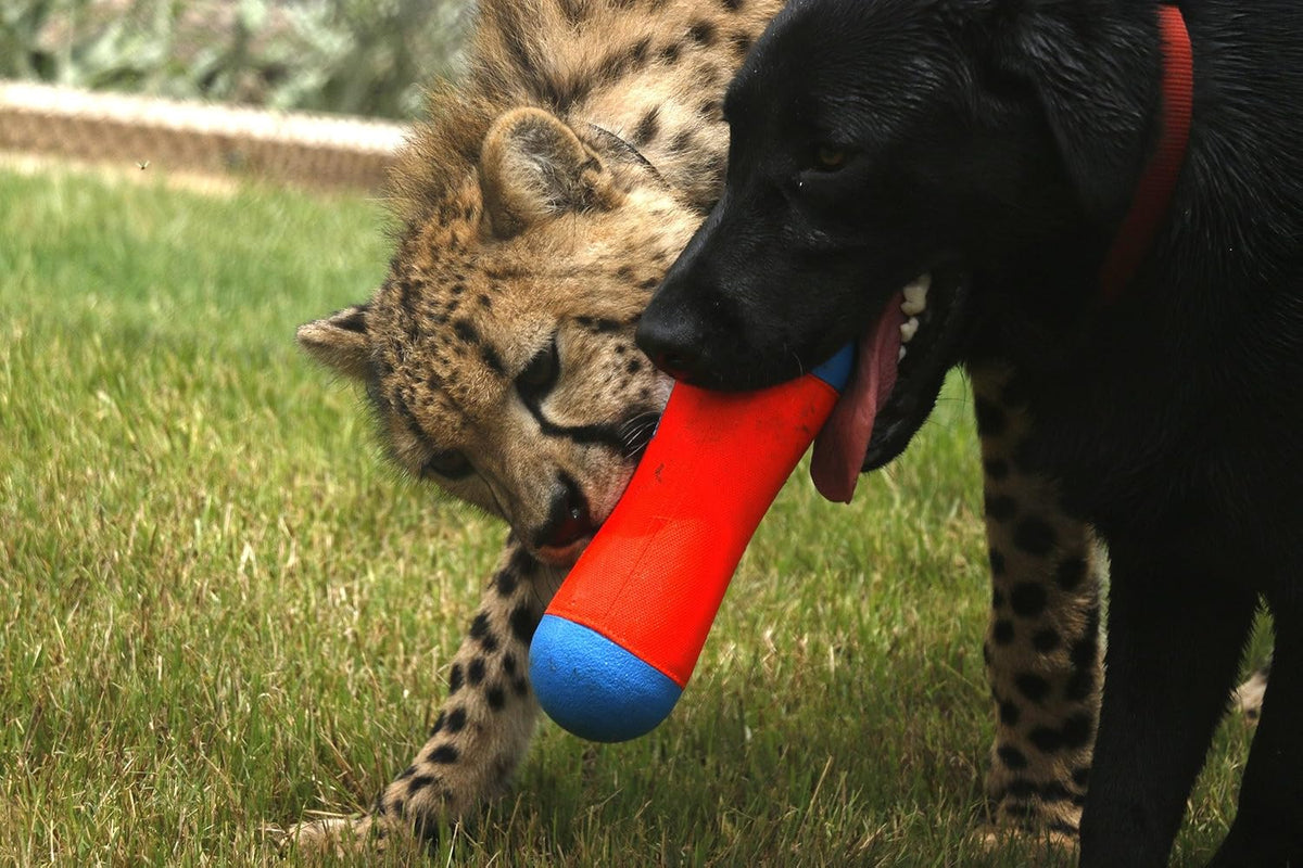 Triangular Fetch & Tug Dog Toy by Chuckit! – Essentials for Dogs - Medium / Tumbler Bumper - image 2
