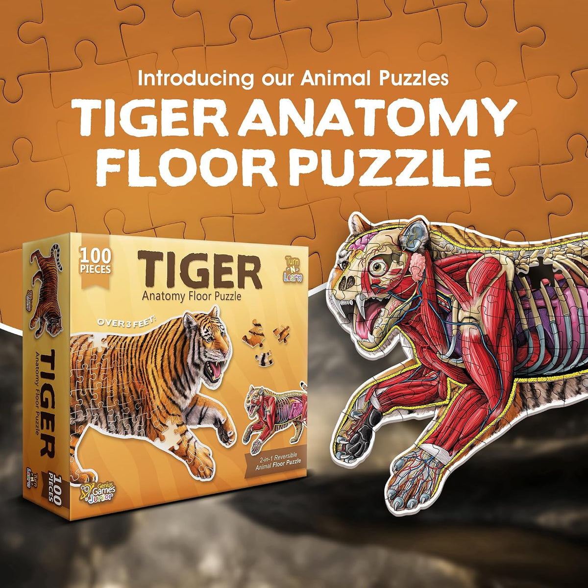 Genius Games shark anatomy floor puzzle showing a great white shark and its anatomy - view 19