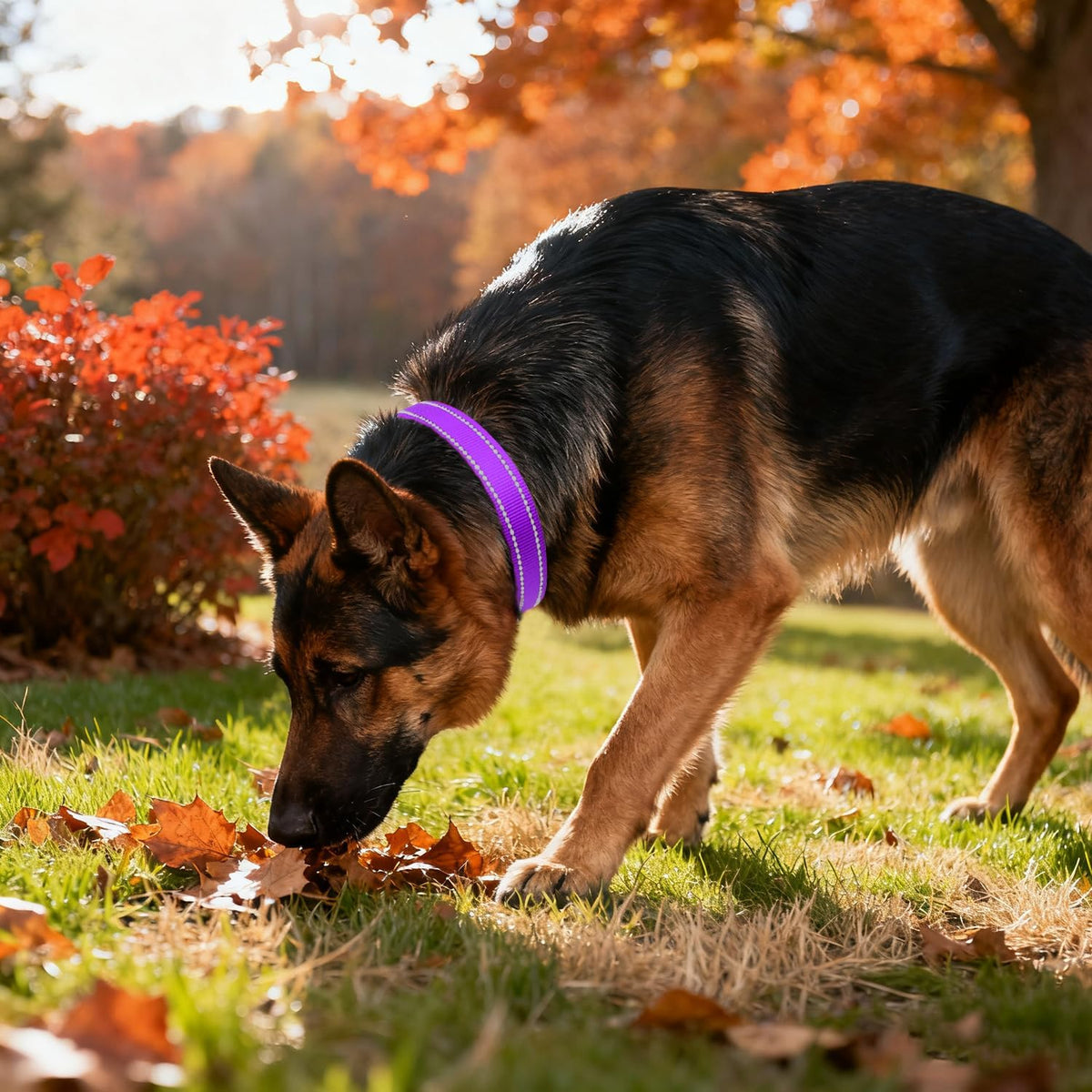 Taglory Reflective Large Dog Collar - Purple / X-Large (Pack of 1) - image 2
