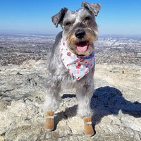 QUMY Dog Shoes for Small Dogs Hot Pavement Puppy Dog Boots & Paw - Khaki / size 4: 1.89"x1.51"(L*W) - image 2