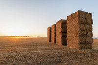 Blue Mountain Hay High-Altitude Hay - Organic Alfalfa, 25lb - High Protein, Fiber & Mineral-Rich - Soft, Leafy, High Leaf Retention - Ideal for Goats, Rabbits, Guinea Pigs & Other Small Animals