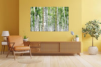 Nature Wall Art Prints - Ocean Forest Mountain Lake Canvas Landscapes - Small to Extra Large Living Room Bedroom Kitchen Bathroom Décor (Green Brich Trees, 31L" x 47W" - 3 Panels)