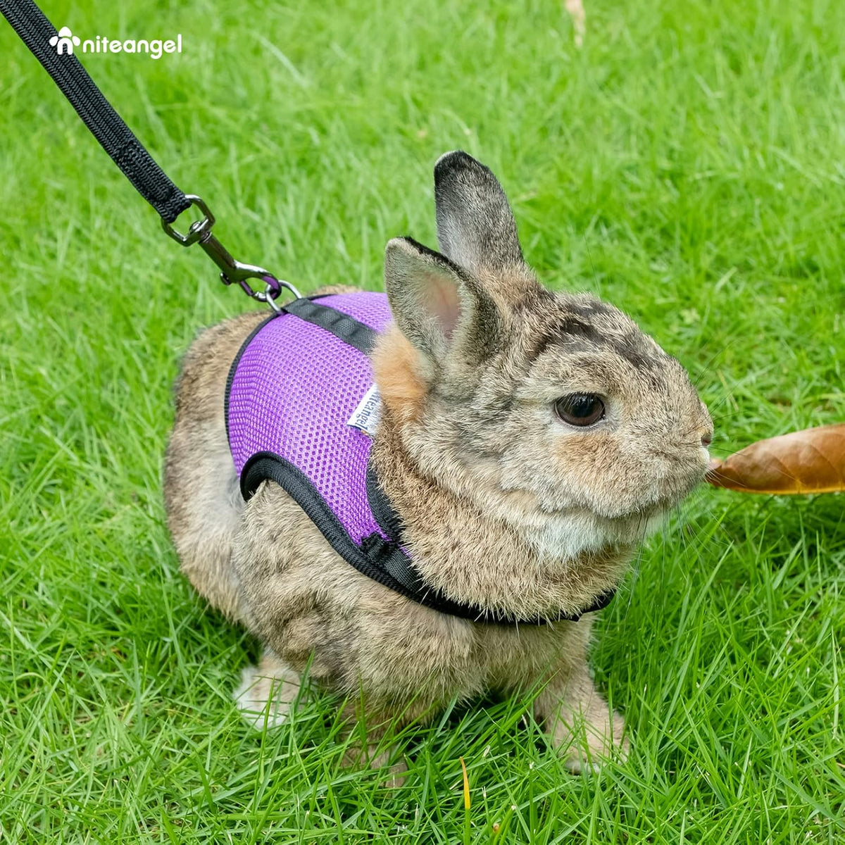 Niteangel Adjustable Soft Harness with Elastic Leash for Rabbits – Essentials for Small Pets - M / Pink - image 3