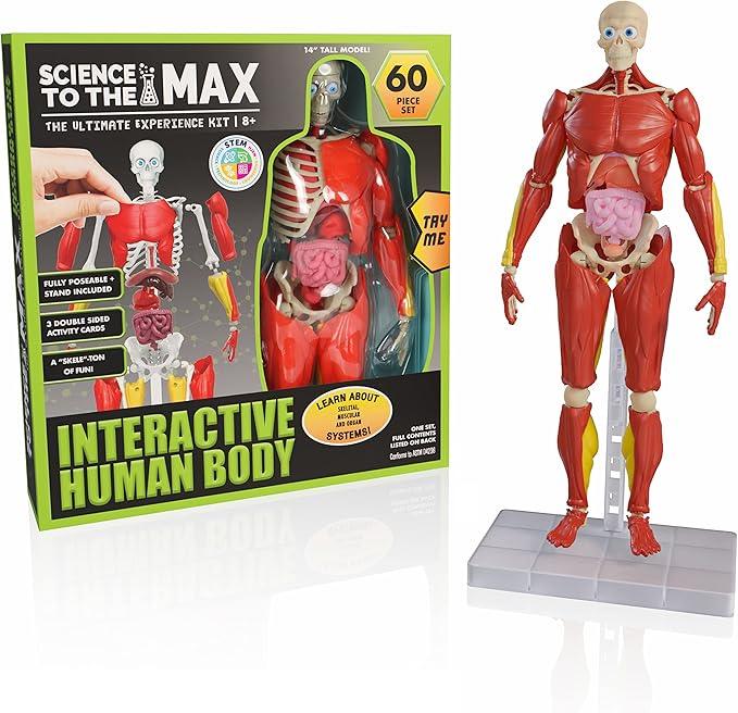 Science to The Max Interactive Human Body Fully Poseable Anatomy Figure - 14” Tall - BIG FRENCHIES