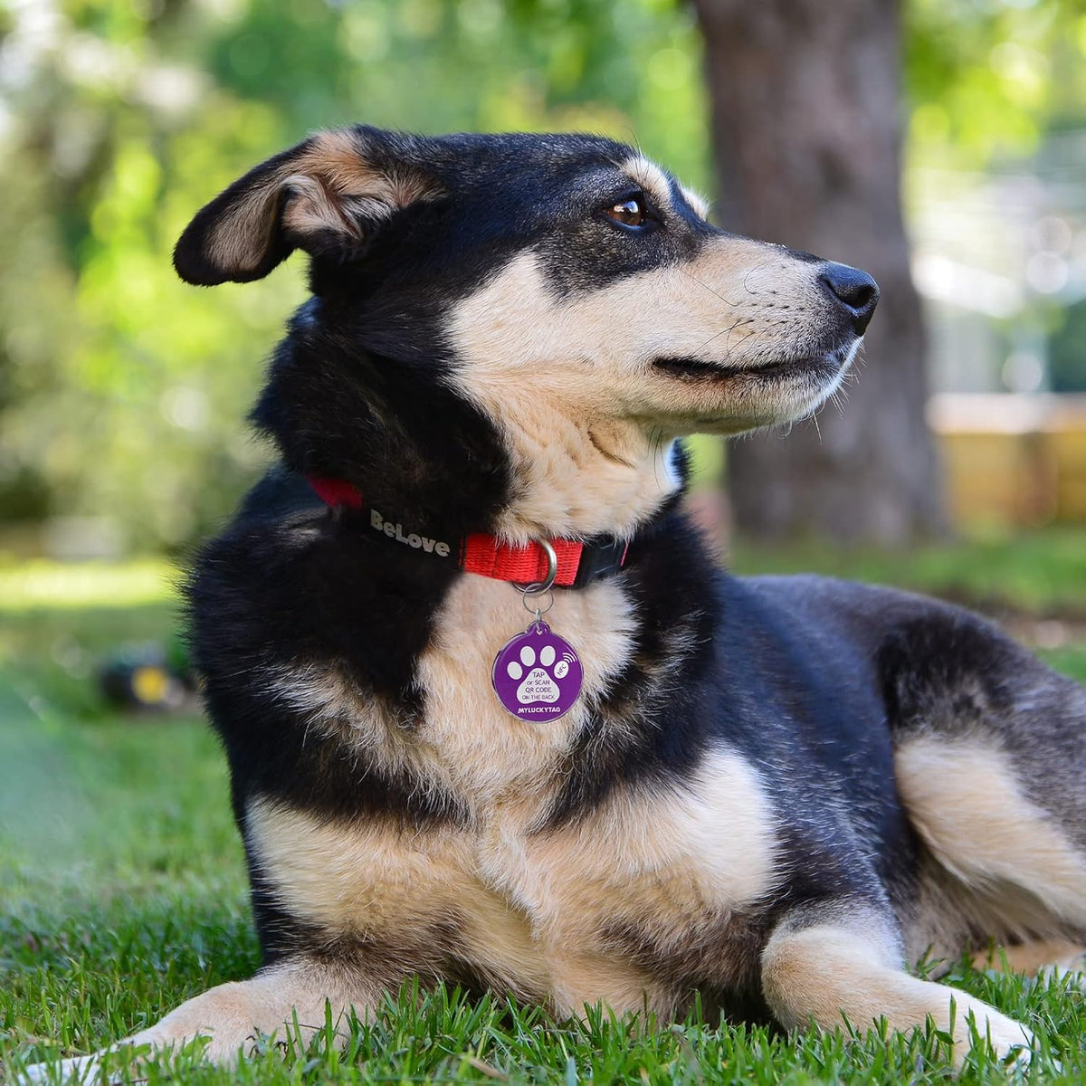 MYLUCKYTAG NFC&QR Code Personalized Dog Cat Tag - Paw,purple - image 4