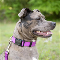 Country Brook Petz, Everyday Nylon Dog Leash - Bright Purple / 6 Foot X 1 Inch Wide (Pack of 1) - image 3