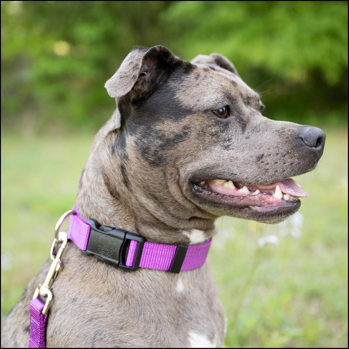 Country Brook Petz, Everyday Nylon Dog Leash - Bright Purple / 6 Foot X 1 Inch Wide (Pack of 1) - image 3