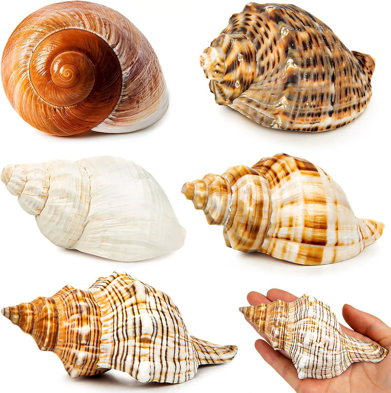 5PCS Extra Large Hermit Crab Shells 3"-4.7", Opening 1.6"-2.7" – Essentials for Fish