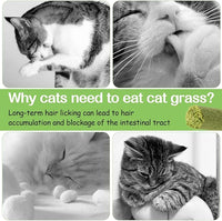 HavenJanny 100g Cat Grass Teething Stick, Freezed Drying Cat Grass Sticks Snacks for Cats, Edible Cats Treats for Teeth Cleaning and Hairball Removal