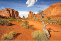 Reptile Tank Backdrop Sunset Desert Terrarium Background Saguaro - 24(W)x12(H)inches/ 60(W)*30cm(H) / Gobi Yellow