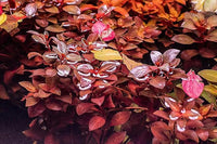 Live Aquarium Red Stem Plants - Freshwater Aquatic Plant for Fish Tanks, Aquascaping - (Ludwigia Natans Super, 4 Bunches)