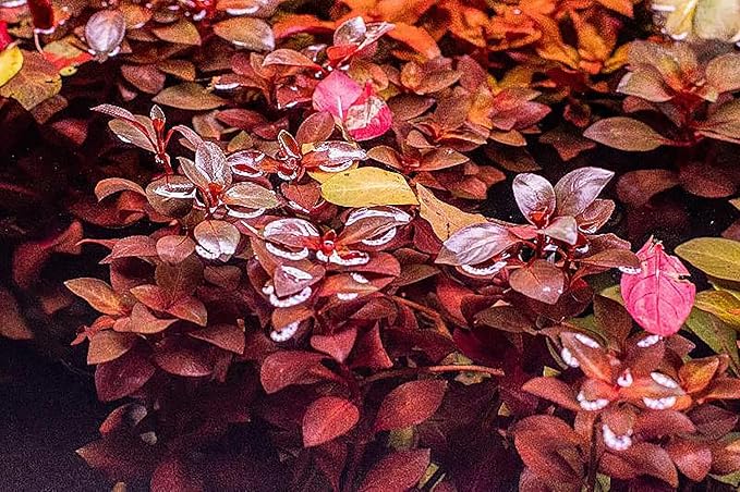 Live Aquarium Red Stem Plants - Freshwater Aquatic Plant for Fish Tanks, Aquascaping - (Ludwigia Natans Super, 4 Bunches)