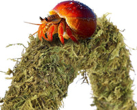 HERCCOCCI Hermit Crab Accessories - image 2