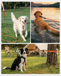Joytale Long Dog Leash for Yard Tie Out & Recall Training - Orange / 30FT - image 3