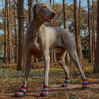 Dog Shoes, Waterproof Dog Boots & Paw Protectors with Anti-Slip Sole, 4pcs/Set Pet Dog Booties, Reflective Dog Shoes for Small Medium Large, Winter Snowy Summer Hot Pavement (Red, 5# (M))