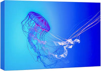 wall26 Canvas Print Wall Art Vibrant Neon Blue Pink Jellyfish Deep Sea Nature Animals Photography Realism Rustic Scenic Landscape Wilderness Earth Colorful for Living Room, Bedroom, Office - 12"x18"