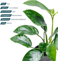Anubias Live Aquarium Plants - Anubias Nana Tropica (Anubias barteri Nana) - Low Light Epiphytic Rhizome for Foreground to Midground Freshwater Aquascapes, Dark Green Accent - Pot