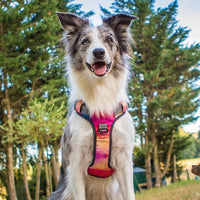 Embark Adventure Dog Harness, No-Pull Reflective Trim Dog Harness for Small, Medium & Large Dogs - Heavy Duty Oxford, 2 Leash Clips & Gel Lined Handle. Soft & Padded Puppy Dog Vest for Any Breed