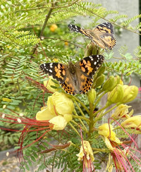 Insect Lore Bug Camp Bundle | Butterfly Kit with 1 Cup Live Caterpillars | Ladybug Land with 1 Tube Live Larvae | Ant Mountain with 1 Tube Live Western Harvester Ants | Life Cycle Figurines & More