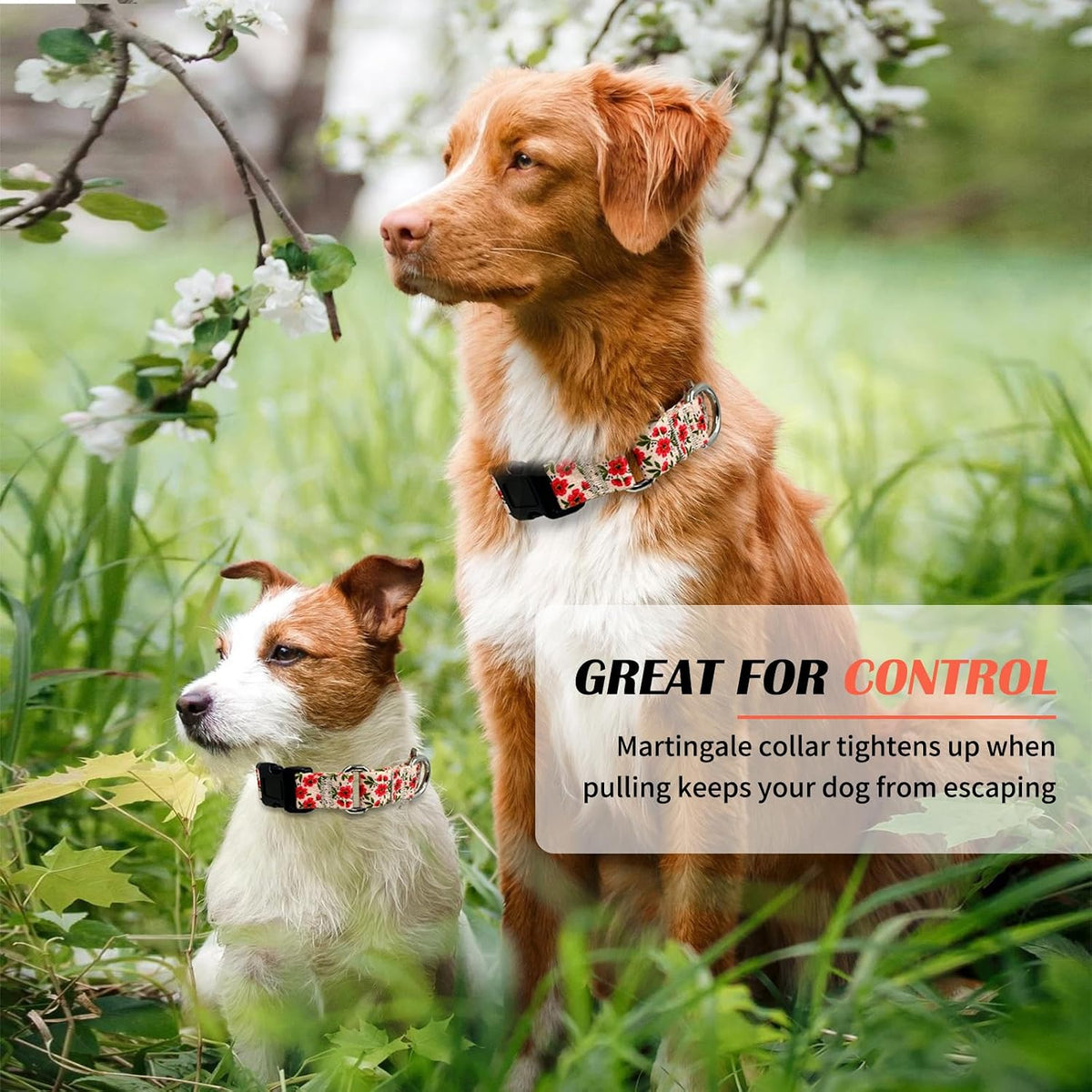 Martingale Dog Collar with Buckle - Creamy Natural / X-Small - image 2