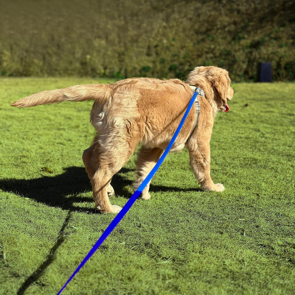 Dog Training Long Leash Waterproof Long Line Heavy Duty Outdoor - 15FT / Blue - image 3
